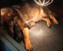 Bayca met pup 1dgn